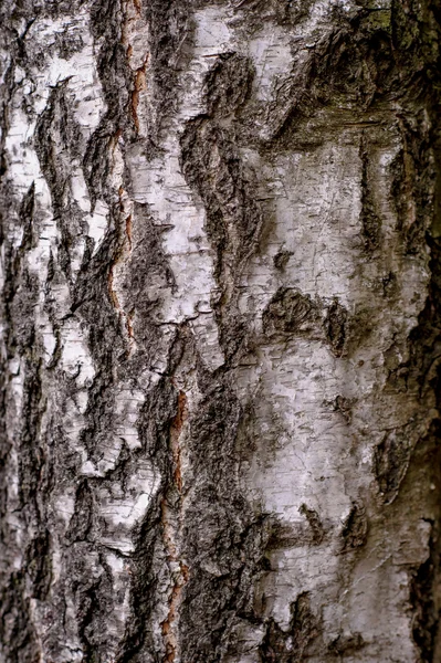 Natural birch texture — Stock Photo, Image