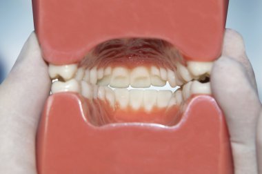interior view of dental model clipart