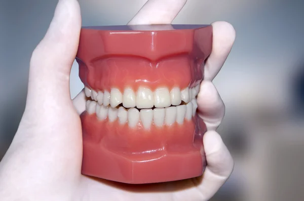 Tandläkare hand Visa människors tänder modell — Stockfoto