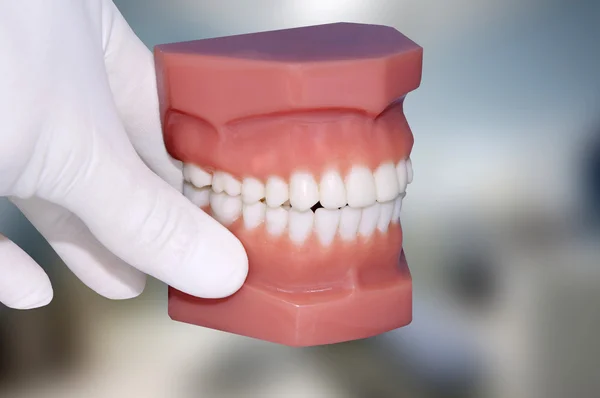 Dentysta ręka Pokaż modelu dentystycznej żuchwy — Zdjęcie stockowe