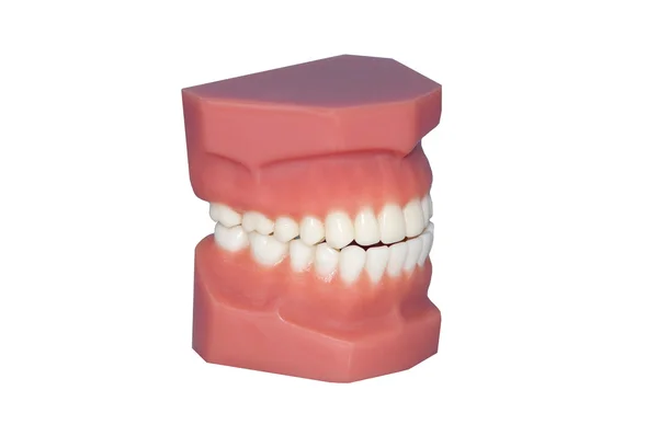 Modelo de dentes isolados em branco — Fotografia de Stock