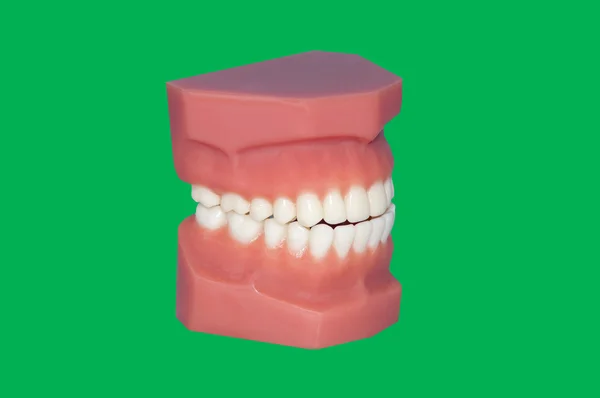 Modell fogak, greenscreen / chroma-kulcs — Stock Fotó