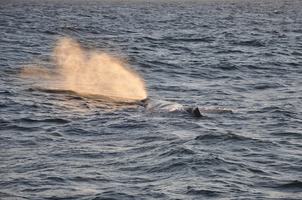 Baleia salpicada ao pôr-do-sol — Fotografia de Stock