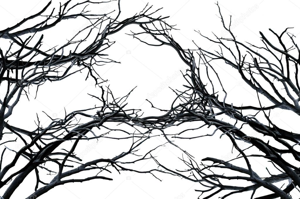 tree branches isolated on white