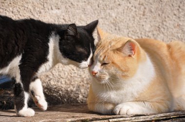 güneşe oynayan kedi