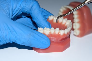 dentist hand show dental teeth mould jaw clipart