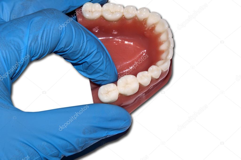 dentist show molar tooth over dental arch