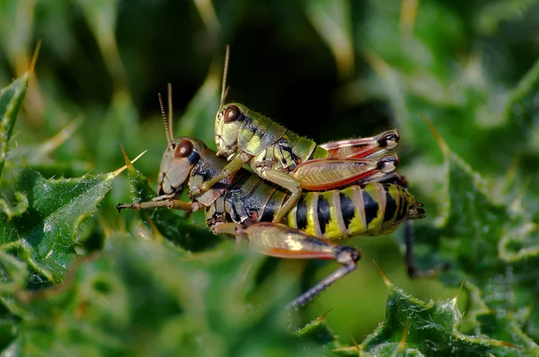 Cricket-Paarung — Stockfoto