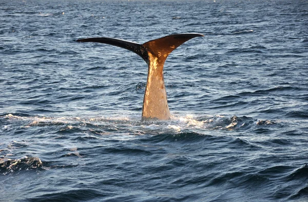 Whale tail dykning — Stockfoto