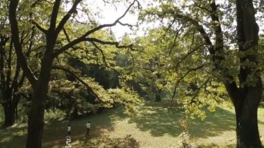 Genç çift yeşil ormanda çalışan