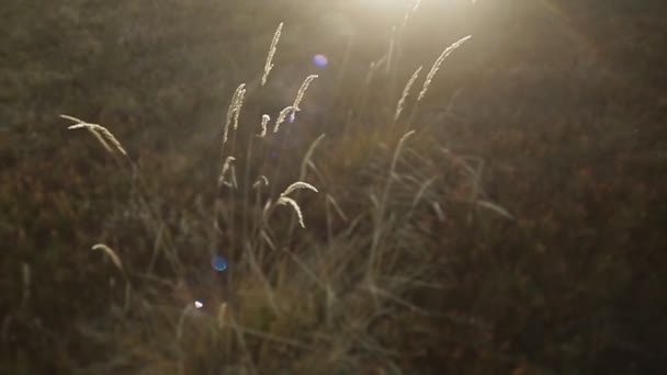 草原で風に揺れる草の穂 — ストック動画