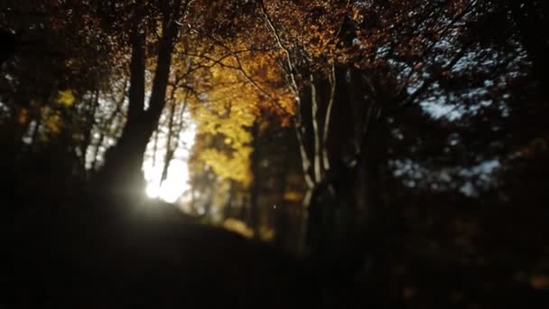 Dark autumn forest at sunny day — Stock Video