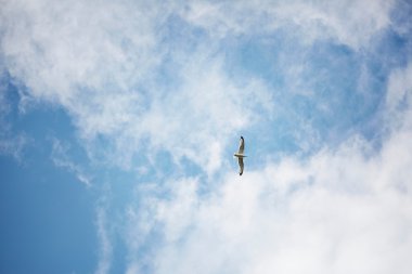 Deniz martı mavi gökyüzünde