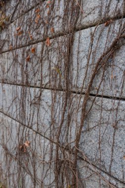 Beton duvardaki kuru asma bitkisi.