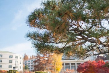 Arka planda binanın bulanık görüntüsü olan çam ağacı dalı
