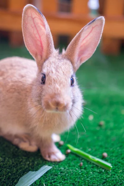 Cute Bunny Grass — Stock Photo, Image