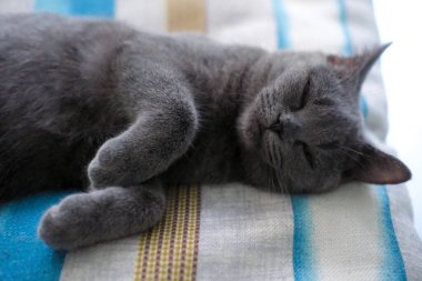 3 aylık İngiliz Mavisi, İngiliz Shorthair kedisi kanepede yatıyor.