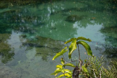 Şeffaf yeşil ve mavi dereler ağaç kökleri ve kayalar suyun altında. Thapom Klong Song Nam, Krabi, Tayland