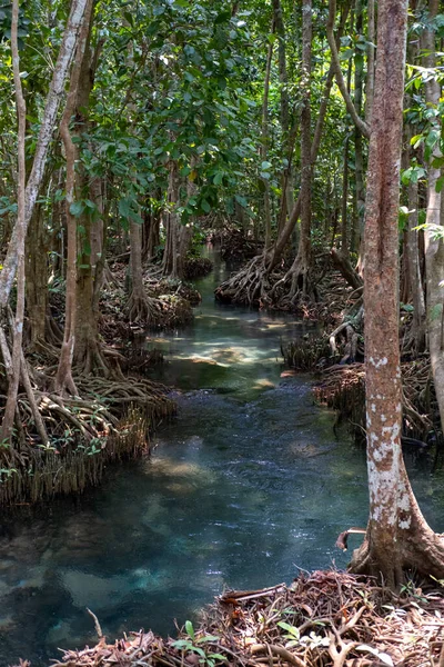 Şeffaf yeşil ve mavi dereler ağaç kökleri ve kayalar suyun altında. Thapom Klong Song Nam, Krabi, Tayland