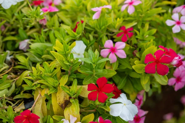 A mix of blooming flowers with pink, white and purple, in the garden