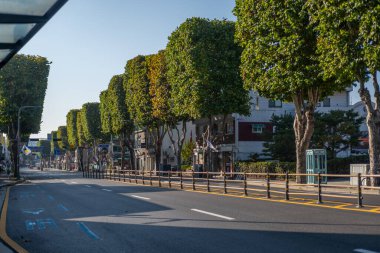Suwon, Güney Kore - 29 Ekim 2023: Gyeonggi Eyaleti 'nin en büyük şehri ve başkenti Suwon' daki cadde boyunca dikdörtgen şekilli ağaçlar