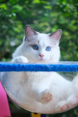 Şirin, 6 aylık Ragdoll kedisi kedi ağacında açık kasede