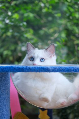 Şirin, 6 aylık Ragdoll kedisi kedi ağacında açık kasede