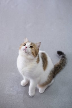 Kahverengi tekir ve beyaz İngiliz Shorthair kedisi yerde duruyor, yukarı bakıyor.