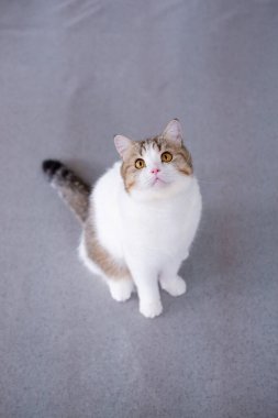 Kahverengi tekir ve beyaz İngiliz Shorthair kedisi yerde duruyor, yukarı bakıyor.