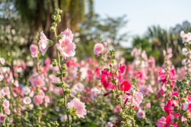 Bahçede bulanık bokeh arkaplanlı pembe Hollyhocks