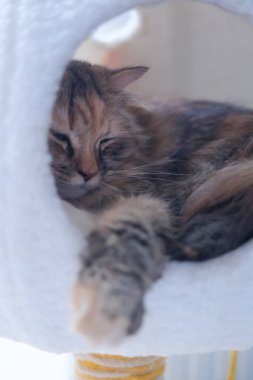 Şirin, uykulu, tüylü kahverengi kedinin kapalı, beyaz bir kedi barınağında yakın çekim. Maine Rakunu ve İskoç Katlaması arasında melez bir kedi..