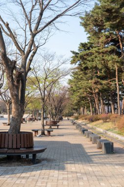 Seul, Güney Kore - 3 Nisan 2023: Baharda Yeouido Park manzarası. Yeouido Adası 'nda yeşil bir kamusal alan..
