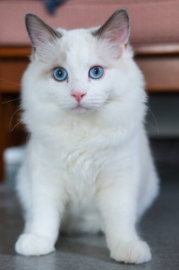 5 aylık oyuncak bebek yavrusu kameraya bakıyor. evcil kedi