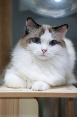 Kedi ağacındaki sevimli Ragdoll kedisi, evcil hayvan tırmanışı için. Kameraya bakıyorum.