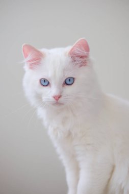 3 aylık oyuncak bebek yavrusu kameraya bakıyor. evcil kedi