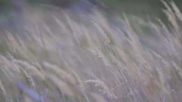 Champ de blé pendant la journée venteuse — Video