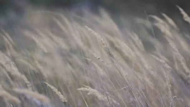 Campo de trigo durante el día ventoso — Vídeos de Stock