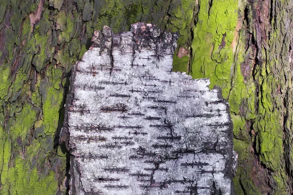 Corteccia di alberi — Foto Stock