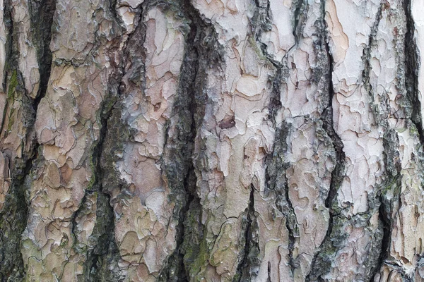 Corteza de árboles — Foto de Stock