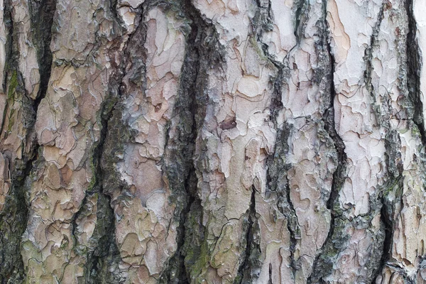 Corteccia di alberi — Foto Stock