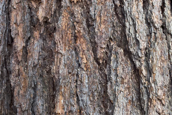 L'écorce des arbres — Photo