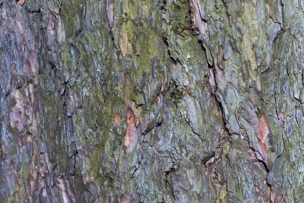 Kora drzew — Zdjęcie stockowe