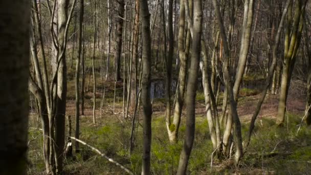 Corredor desportivo na floresta — Vídeo de Stock