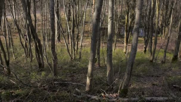 Corredor desportivo na floresta — Vídeo de Stock