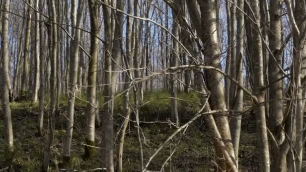 Sportläufer im Wald — Stockvideo