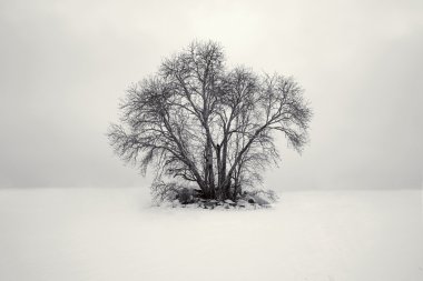 Karlı olan beyaz alandaki siyah ağaç