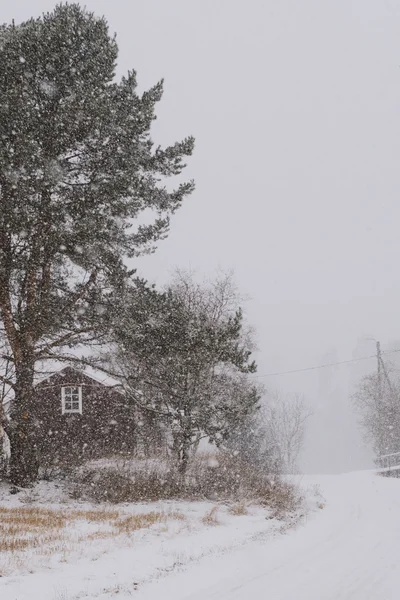 Sneeuwstorm in het land in de winterdag — Stockfoto