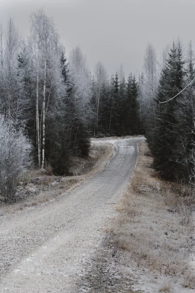 La route dans la forêt d'hiver — Photo