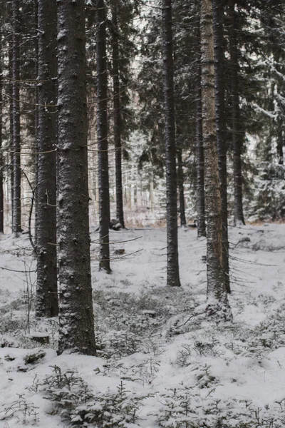 Besneeuwde bos in de koude winterdag — Stockfoto