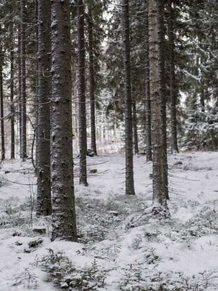 Zasněžené borového lesa v zimní den — Stock fotografie